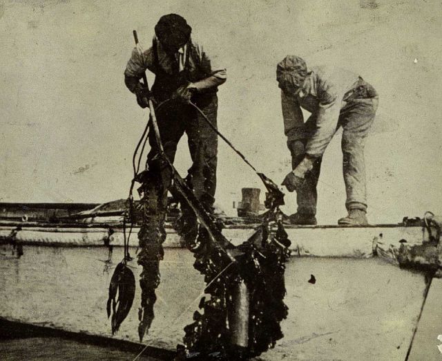 Wiredrag problems - removing kelp from the wire. Picture