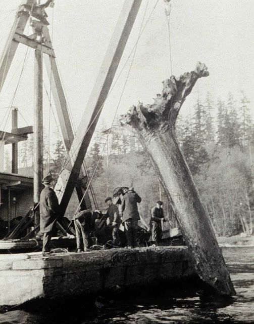 Drowned forest discovered by wiredrag on Lake Washington Picture