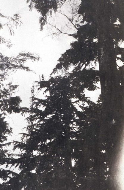 Platform and stand built between two trees on Olympic Peninsula Picture