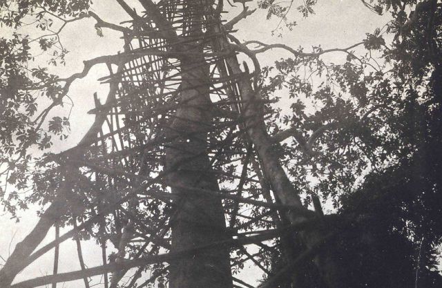 115-foot tower built around tree on Sarangani Island. Picture