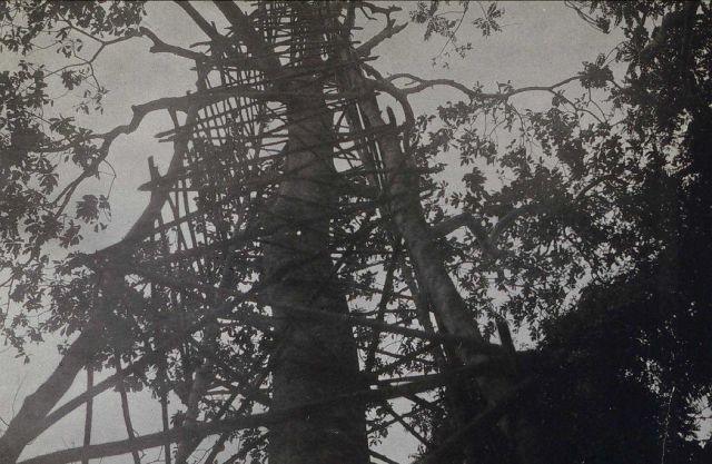 115-foot tower built around tree on Sarangani Island. Picture