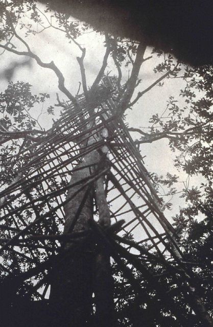 Another view of tower built around a tree on Sarangani Island Picture