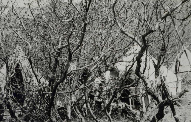 Camp in the thickets Picture