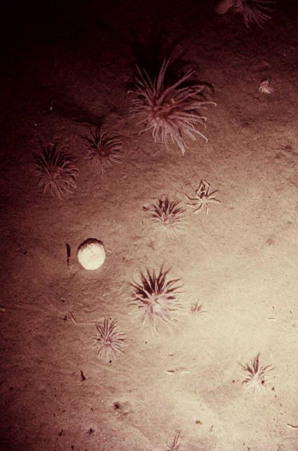 Deep ocean bottom photograph Picture