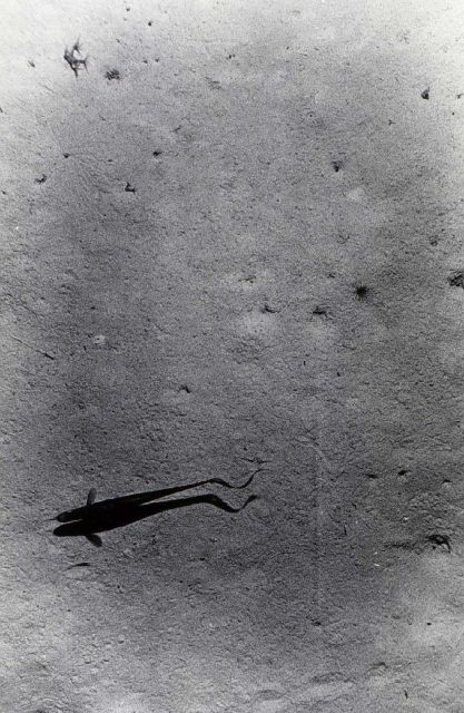 Deepsea bottom photograph off of EXPLORER Picture