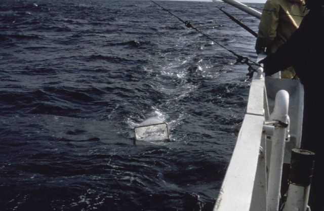 Neuston tow for surface biological sampling Picture
