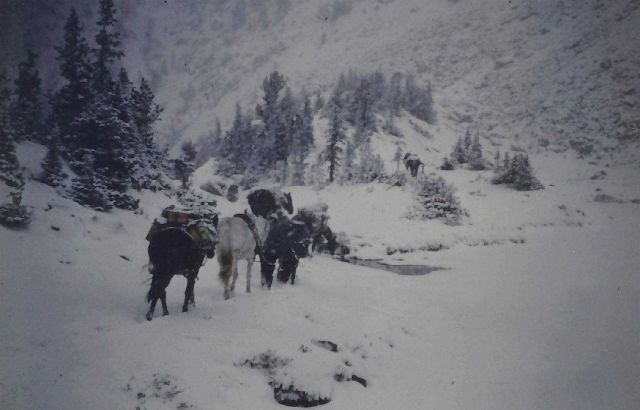 Horseback packing out of remote areas of Yellowstone - 1950 Picture
