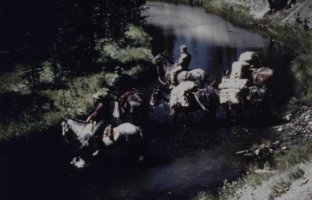 Crossing the Firehole River in Yellowstone National Park Picture