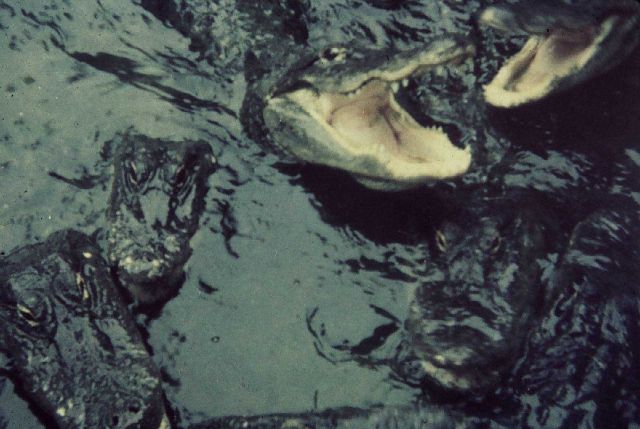 If you're up to your hips in alligators, it must be Florida Picture