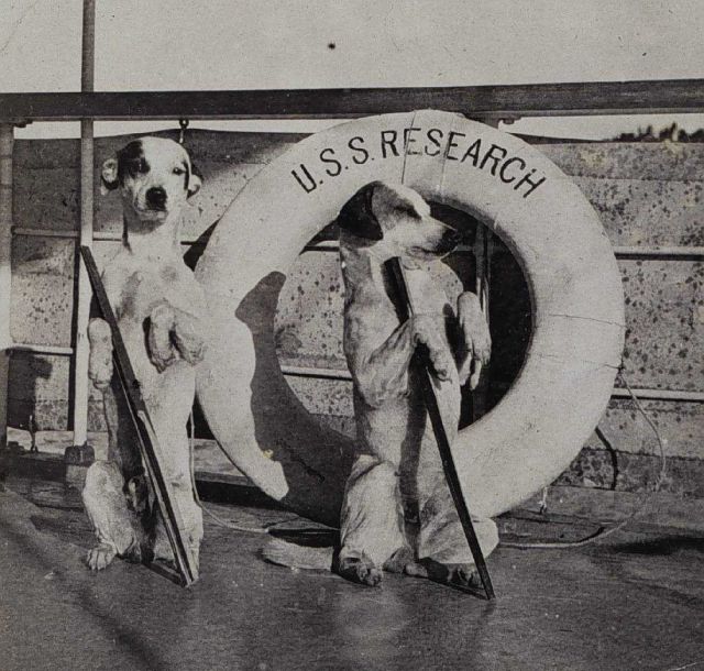 The ship's mascots on the RESEARCH. Picture