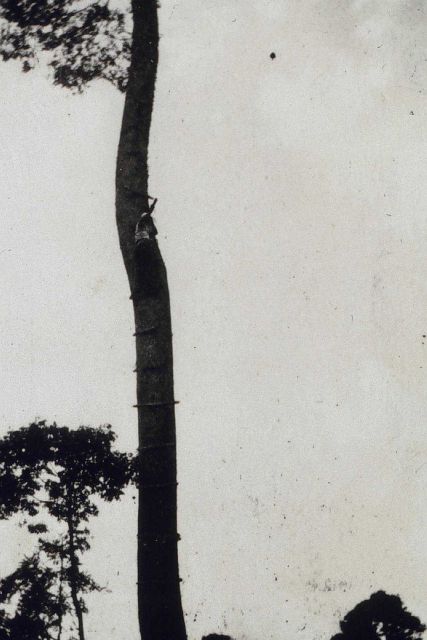 Doing reconnaissance work from a tree Picture