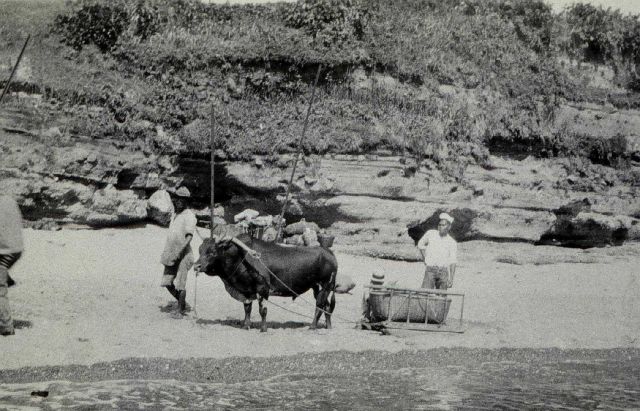 Ox-power transporting equipment to station site. Picture