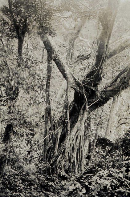 Nearly impenetrable trees and vines confronted Coast Surveyors in many areas. Picture