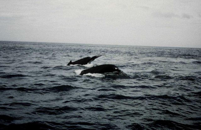 Humpback whales off Cape Cod. Picture