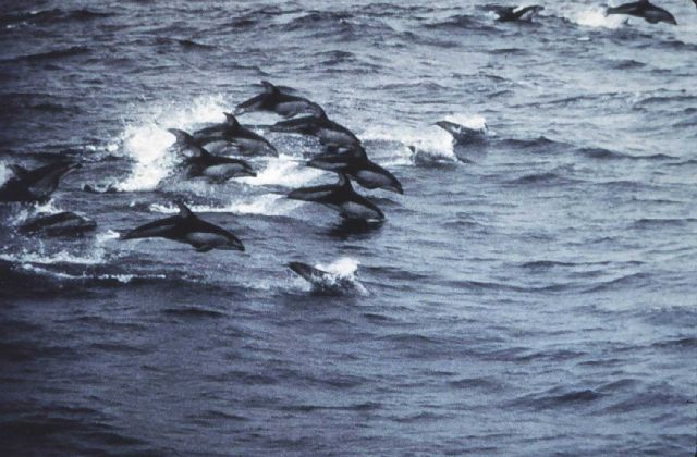 Dolphin. Picture