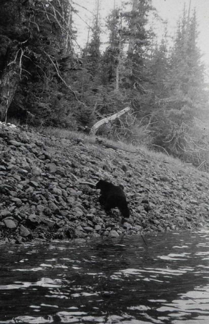 Black bear at triangulation station Patsy. Picture