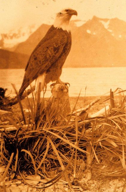 Eagle in Prince William Sound area. Picture