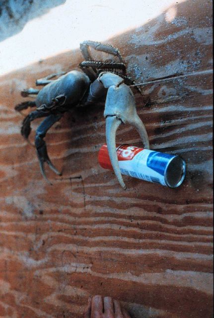 The bugs were so big they crushed the OFF cans. Picture