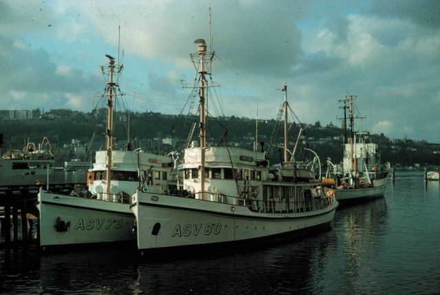 Coast and Geodetic Survey Ships LESTER JONES, PATTON, and HODGSON. Picture