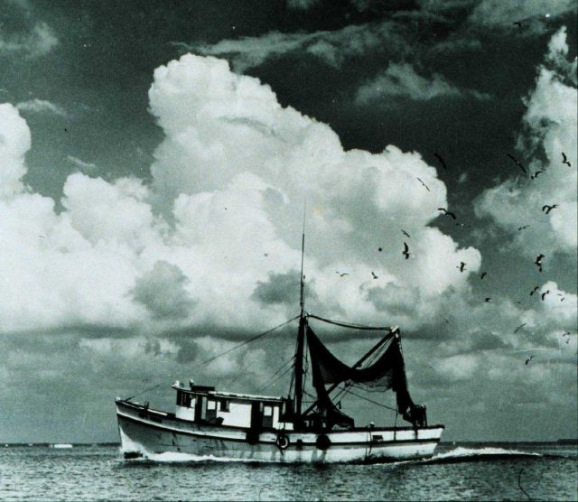 Cumulus Congestus - summertime on the southeast coast Picture