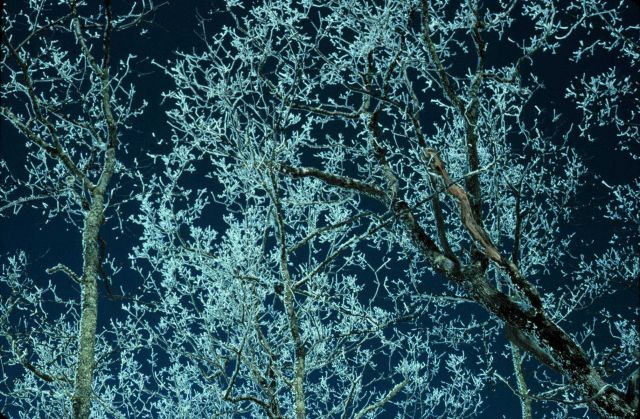 Rime ice in the Smokies Picture