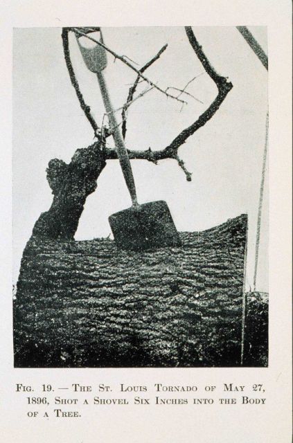 The awesome force of a tornado - tree pierced by shovel Tornado of May 27, 1896, at St Picture
