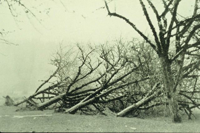 Uprooted trees caused not by a tornado but by a freak northeast gale bringing a great dust storm to Washington and Oregon Picture