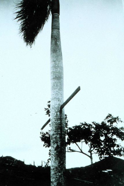 Hurricane winds drive a 10-foot 2X4 through a palm tree Picture