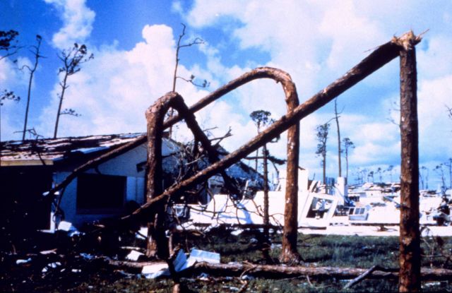 Hurricane Andrew - Pine trees snapped by force of wind at Pinewoods Villa Picture