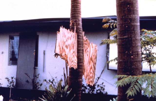 Hurricane Andrew - A piece of plywood driven through the trunk of a royal palm Picture
