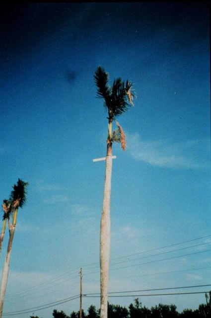 Hurricane Andrew - A 1X4 board driven through the trunk of a royal palm 30 feet above ground level Picture