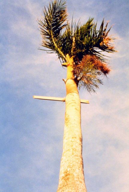 Hurricane Andrew - Closeup of 1X4 board driven through the trunk of a royal palm Picture