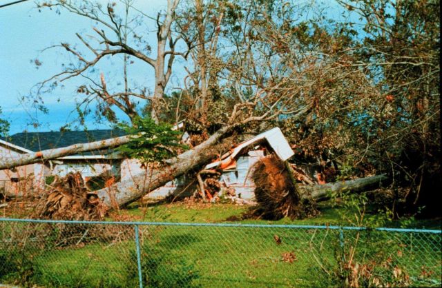 Hurricane Andrew - Trees falling damaged homes north of Avery Island Fortunately the residents had evacuated Picture