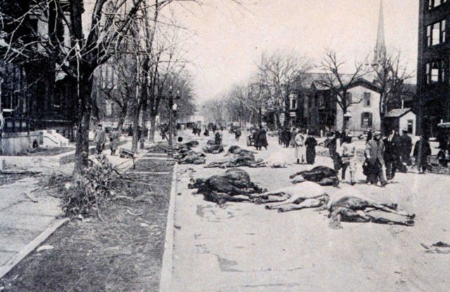 Drowned horses litter the streets of Dayton after the flood receded Picture
