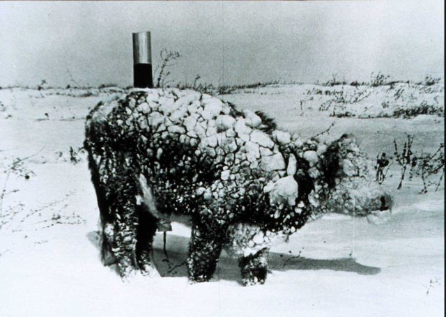 Young steer after a March blizzard Picture
