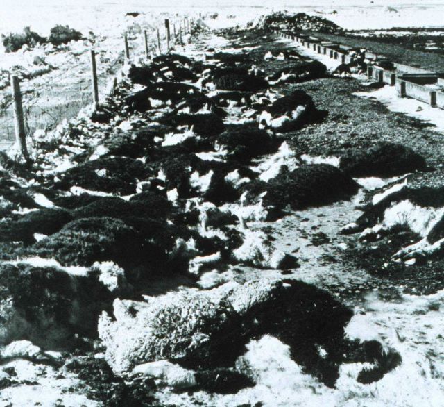 Livestock losses after a March blizzard Picture