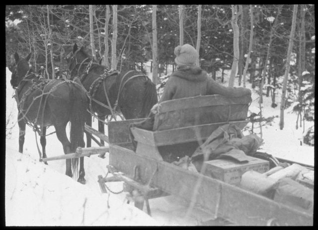 A horse pulling a sleigh to the end of the road on the way to the Weather Bureau /Forest Service cooperative site outside of Ephriam, Utah, for snow o Picture