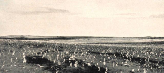 The remains of a cornfield after grasshoppers had completed the destruction begun by drought Picture