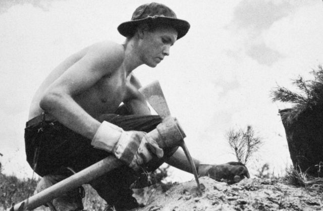A Civilian Conservation Corps enrollee planting trees for a windbreak to stop erosion Picture
