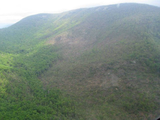 Thousands of trees were blown down in Chattahoochee National Forest by the EF2 tornado that struck Lumpkin and White Counties. Picture