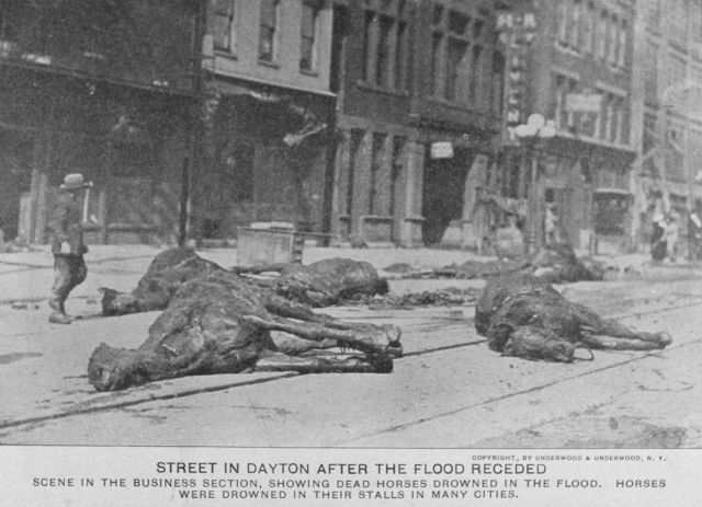 Dead horses litter the streets in Dayton after the flood receded. Picture