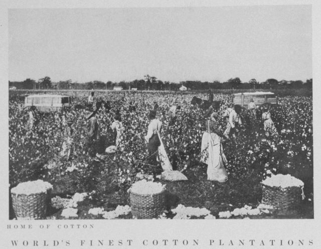Home of cotton Picture