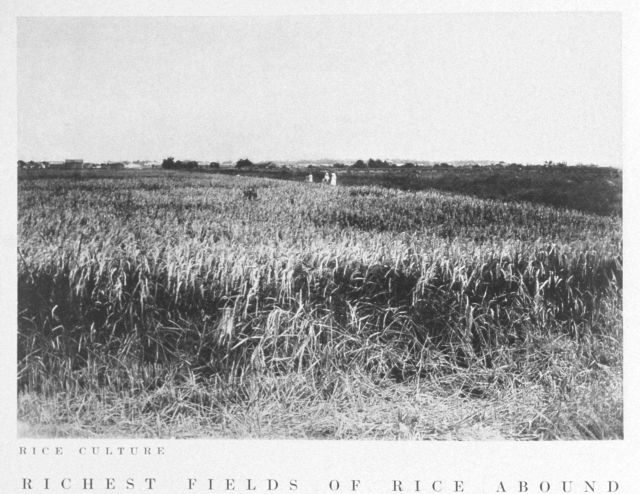 Rice culture Picture