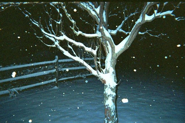 A cork-screw willow tree on a snowy evening. Picture