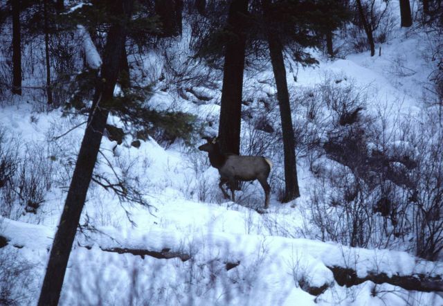 Elk along frozen creek bottom searching for food Picture