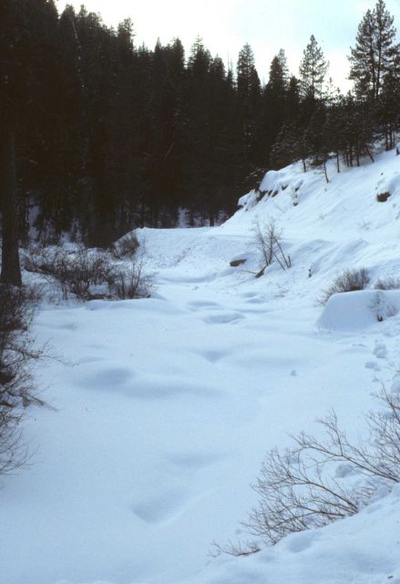 Middle Fork of the John Day River at Gorge Creek Picture