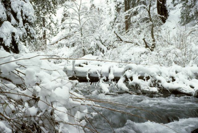 North Fork of the Little Butte Creek Picture