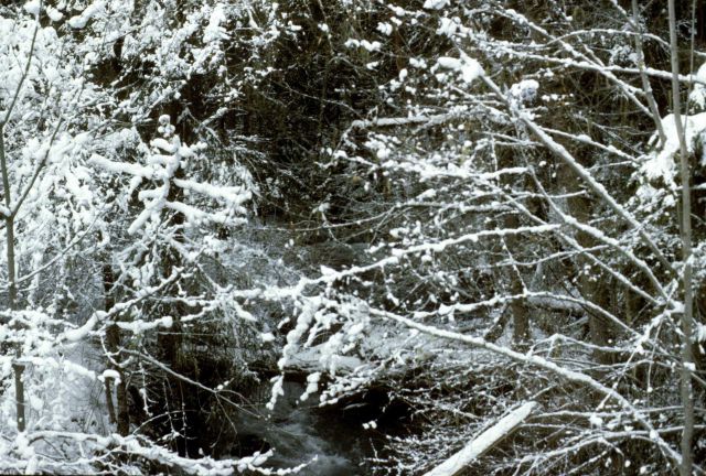 North Fork of the Little Butte Creek in a snow-draped winter wonderland. Picture