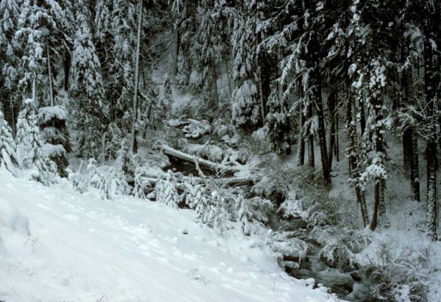 North Fork of the Little Butte Creek in a snow-draped winter wonderland. Picture