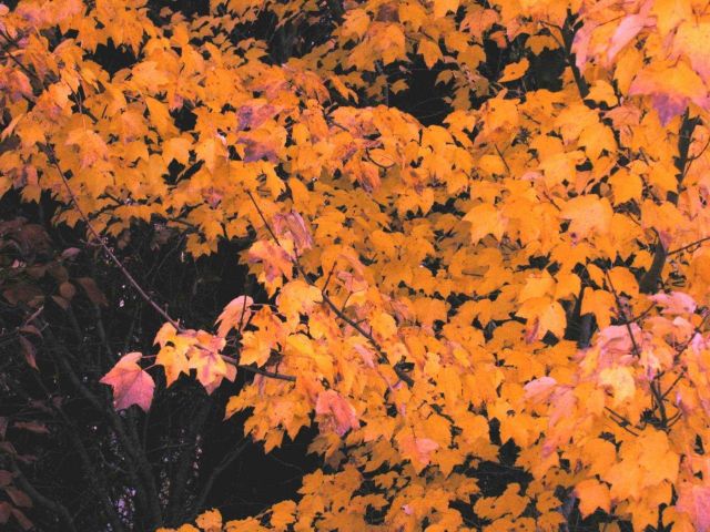 Golden leaves on a fall afternoon. Picture